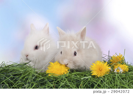 Cute easter bunny rabbit sitting on green grass Cute easter bunny rabbit sitting on green grass 29042072