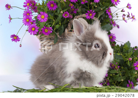 cute dwarf rabbit sitting on straw with flowers 29042078