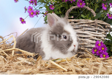 cute dwarf rabbit sitting on straw with flowers 29042080