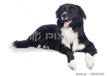 Australian shepherd crossbreed isolated 29042242