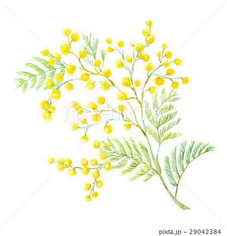 Watercolor Mimosa Flowersのイラスト素材 29042384 Pixta