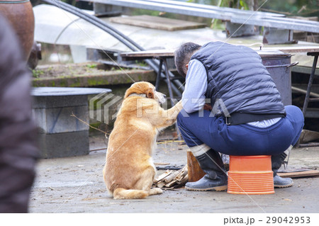 犬 狗 わんこ 29042953