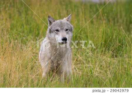 Gray Wolf Gray Wolf 29042979