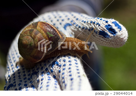 spring works in a garden, a big snail on a human spring works in a garden, a big snail on a human 29044014