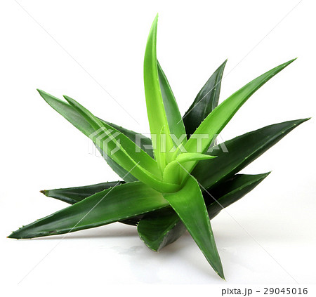 Aloe vera plant isolated on white 29045016