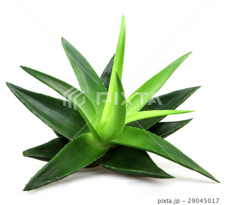 Aloe vera plant isolated on white 29045017