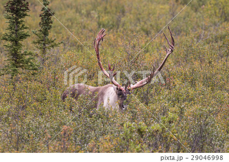 Barren Ground Caribou Bull in Fall Barren Ground Caribou Bull in Fall 29046998