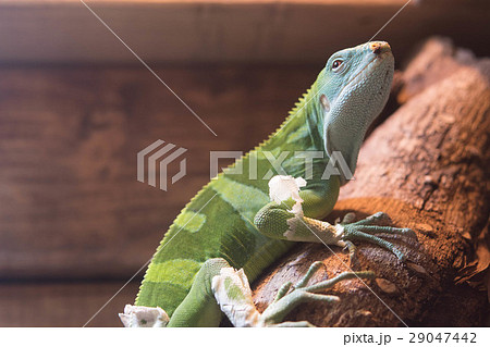 ヒロオビフィジーイグアナ 緑 イグアナ  29047442