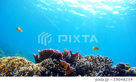 沖縄　阿嘉島のニシハマビーチ　水中写真 29048234