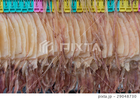 Dried squid hanging on wire Dried squid hanging on wire 29048730