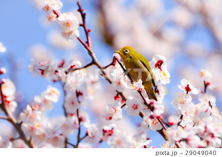 梅とメジロ 29049040