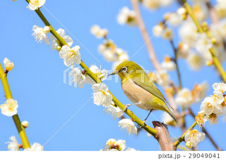 梅とメジロ 29049041