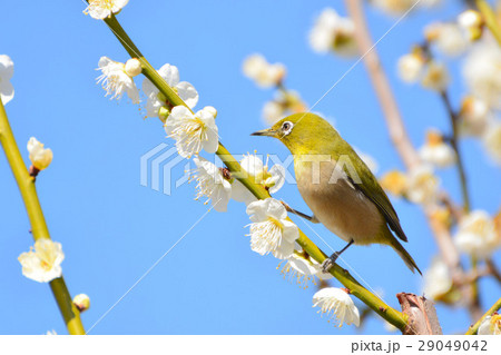 梅とメジロ 梅とメジロ 29049042
