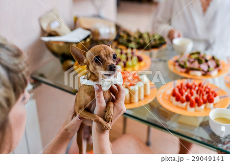dog Chihuahua in holiday attire 29049141