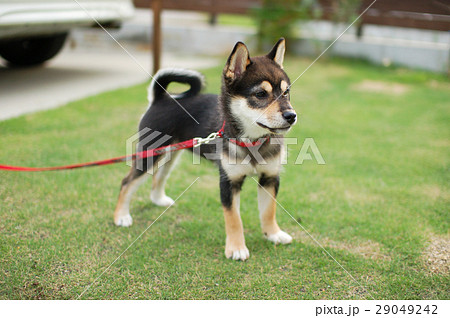 可愛い柴犬 黒柴 の仔犬の写真素材