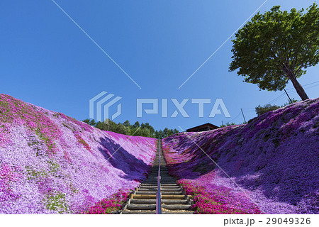 朝の芝桜3 29049326