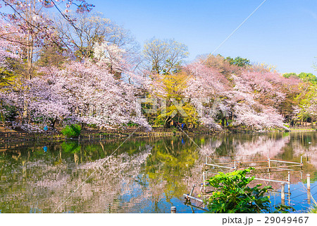 桜満開の井の頭公園 桜満開の井の頭公園 29049467