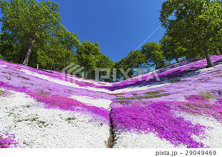 朝の芝桜6 朝の芝桜6 29049469
