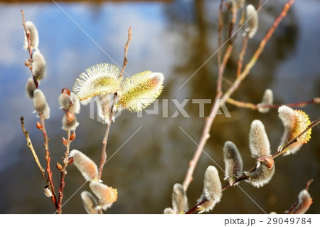 ネコヤナギの花 29049784