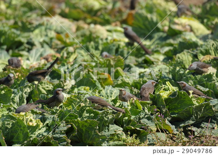 生き物 鳥類 ヒヨドリ、ありふれた鳥ですが分布は極東地域に限られているそうです 生き物 鳥類 ヒヨドリ、ありふれた鳥ですが分布は極東地域に限られているそうです 29049786
