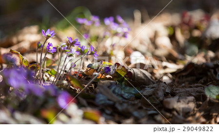 オオミスミソウ 29049822