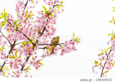 桜の木の枝にとまるメジロ 桜の木の枝にとまるメジロ 29049925
