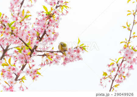 桜の木の枝にとまるメジロ 桜の木の枝にとまるメジロ 29049926