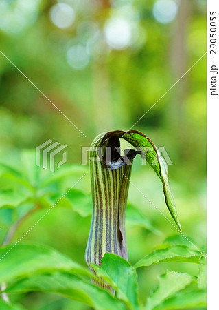 珍しい野の花・ウラシマソウによく似ていてその釣り糸がないマムシグサの仏炎苞の面白い花・縦位置 29050055