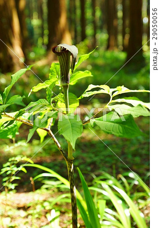 珍しい野の花・ウラシマソウによく似ていてその釣り糸がないマムシグサの仏炎苞の面白い花・縦位置 29050056