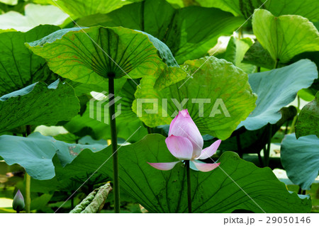 Lotus rare flower. Symbol of purity. Lotus rare flower. Symbol of purity. 29050146