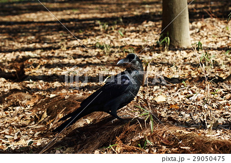 生き物 鳥類 ハシブトガラス、三月初旬。そろそろ巣作りを始めるようです 生き物 鳥類 ハシブトガラス、三月初旬。そろそろ巣作りを始めるようです 29050475