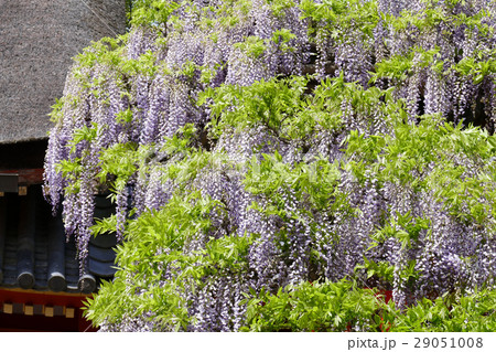 砂ずりの藤　春日大社 29051008