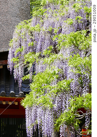 砂ずりの藤　春日大社 29051009