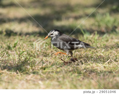 草原を歩くムクドリ 29051046