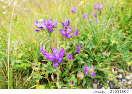 りんどう 29051300