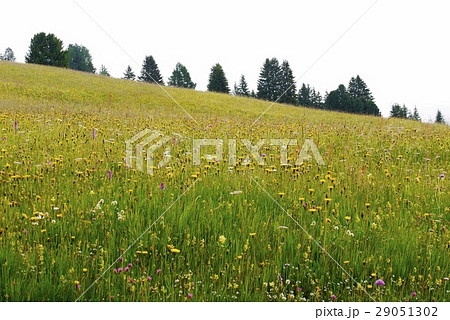 alpe di siusi アルぺ・ディ・シウジ seiser alm ザイザー・アルム alpe di siusi アルぺ・ディ・シウジ seiser alm ザイザー・アルム 29051302