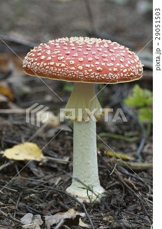 Toadstool mushroom 29051503