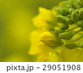 菜の花 29051908
