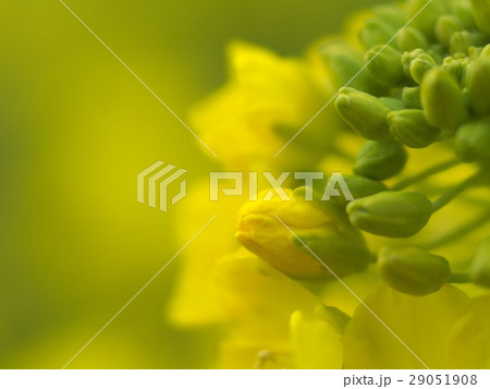 菜の花 29051908
