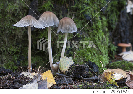Coprinus atramentarius mushrooms 29051925