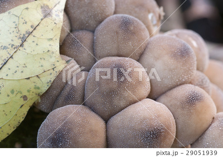 Puffball mushrooms on a stump Puffball mushrooms on a stump 29051939