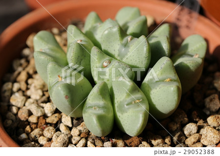 コノフィツム／オペラローズ 29052388