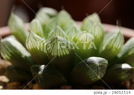 ハオルチア／オブツーサ 29052514