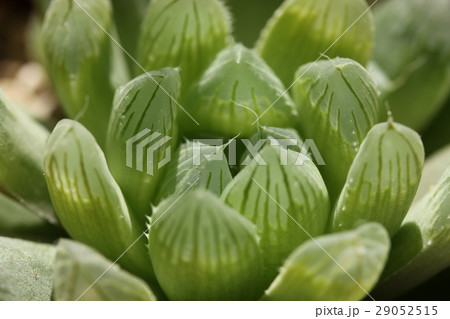 ハオルチア／オブツーサ 29052515