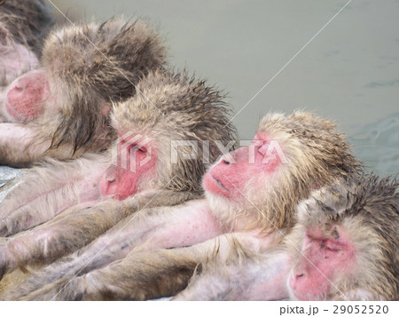 温泉猿(みんな揃ってリラックス) 温泉猿(みんな揃ってリラックス) 29052520