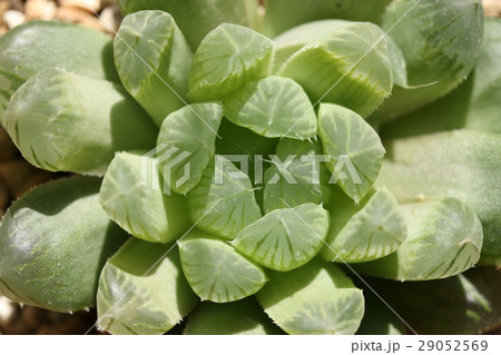 ハオルチア／オブツーサ 29052569