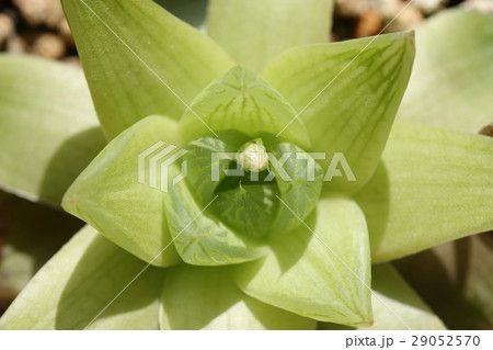 ハオルチア/シンビフォルミス ハオルチア/シンビフォルミス 29052570