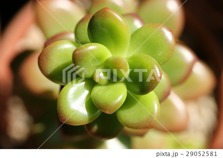 セダム／松の緑 29052581