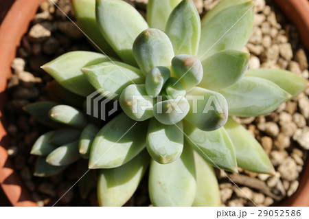 パキフィツム／千代田の松 29052586