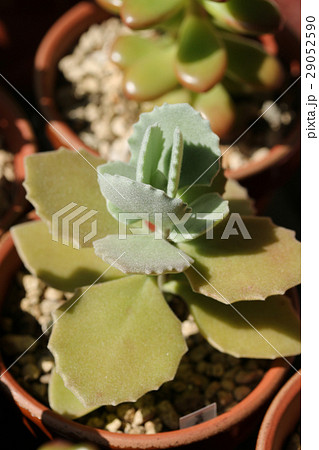 カランコエ/ミロッティー カランコエ/ミロッティー 29052590